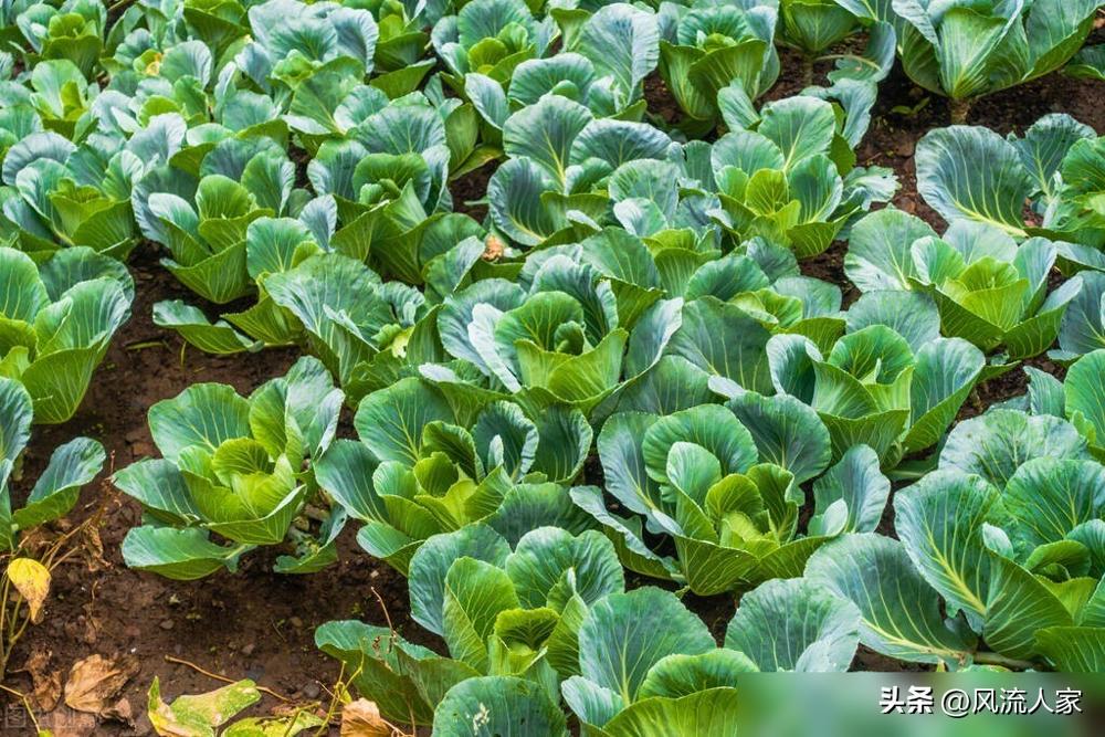 農藥甘藍代表什么_農藥甘藍可以打辣椒嗎_甘藍農藥多嗎