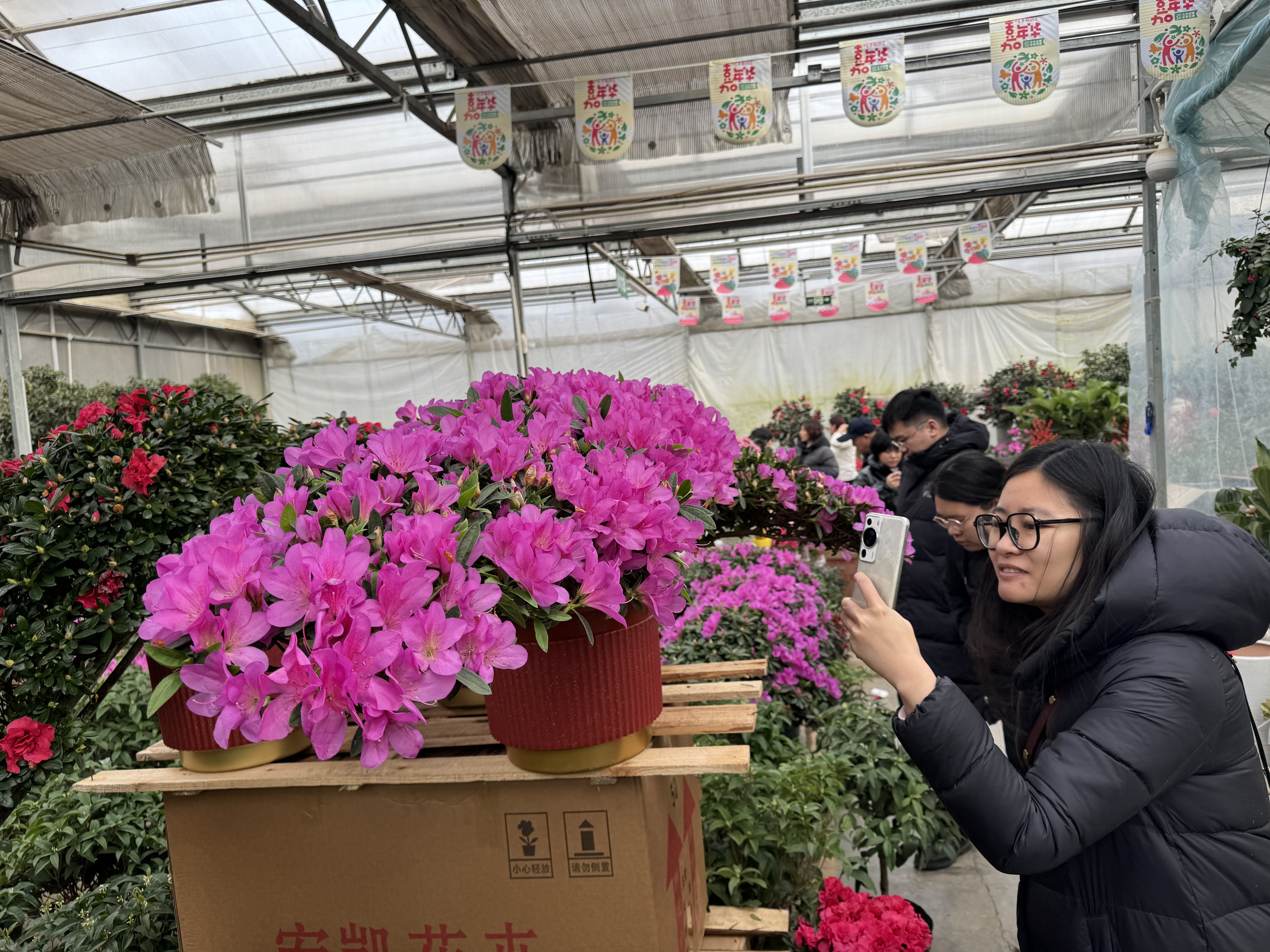 北京順義花卉種植批發基地_北京順義綠植批發市場_順義綠植批發市場在哪里