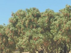 荔枝的種植條件與環(huán)境要求（適宜的氣候、土壤、水分和生態(tài)環(huán)境是荔枝成功種植的關(guān)鍵）