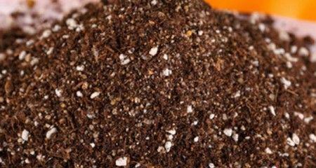 種子玫瑰種植花盆圖片_種子種玫瑰花怎么種_玫瑰花種子怎么種植