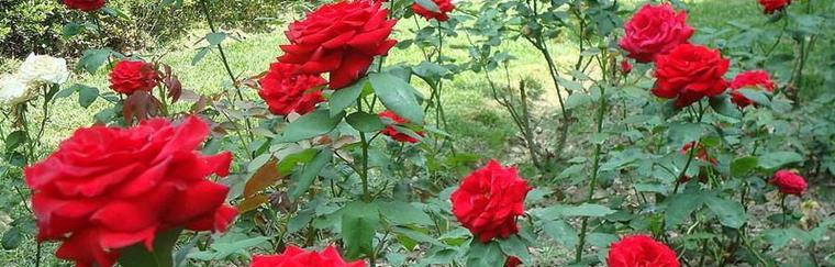 種子種玫瑰花怎么種_玫瑰花種子怎么種植_種子玫瑰種植花盆圖片