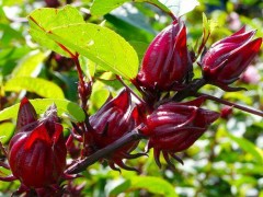 玫瑰種子的種植技巧（合適的月份、種植步驟和注意事項）