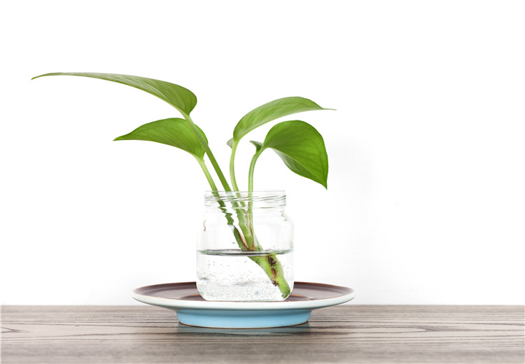 室內(nèi)養(yǎng)綠植好嗎_室內(nèi)養(yǎng)什么綠植最好_室內(nèi)養(yǎng)綠植好還是不好