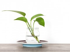 室內最好養哪種綠色植物？