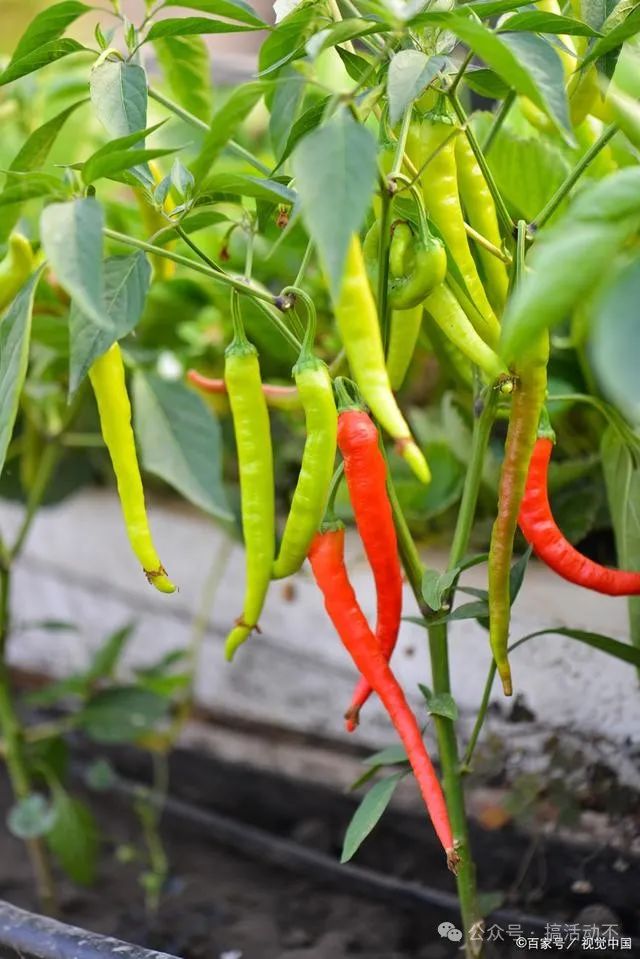 辣椒種植成本一畝地大約多少_辣椒怎么種植_辣椒種植溫度