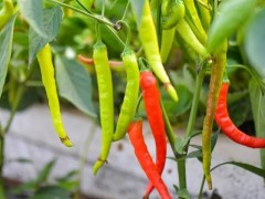 辣椒的種植方法指南