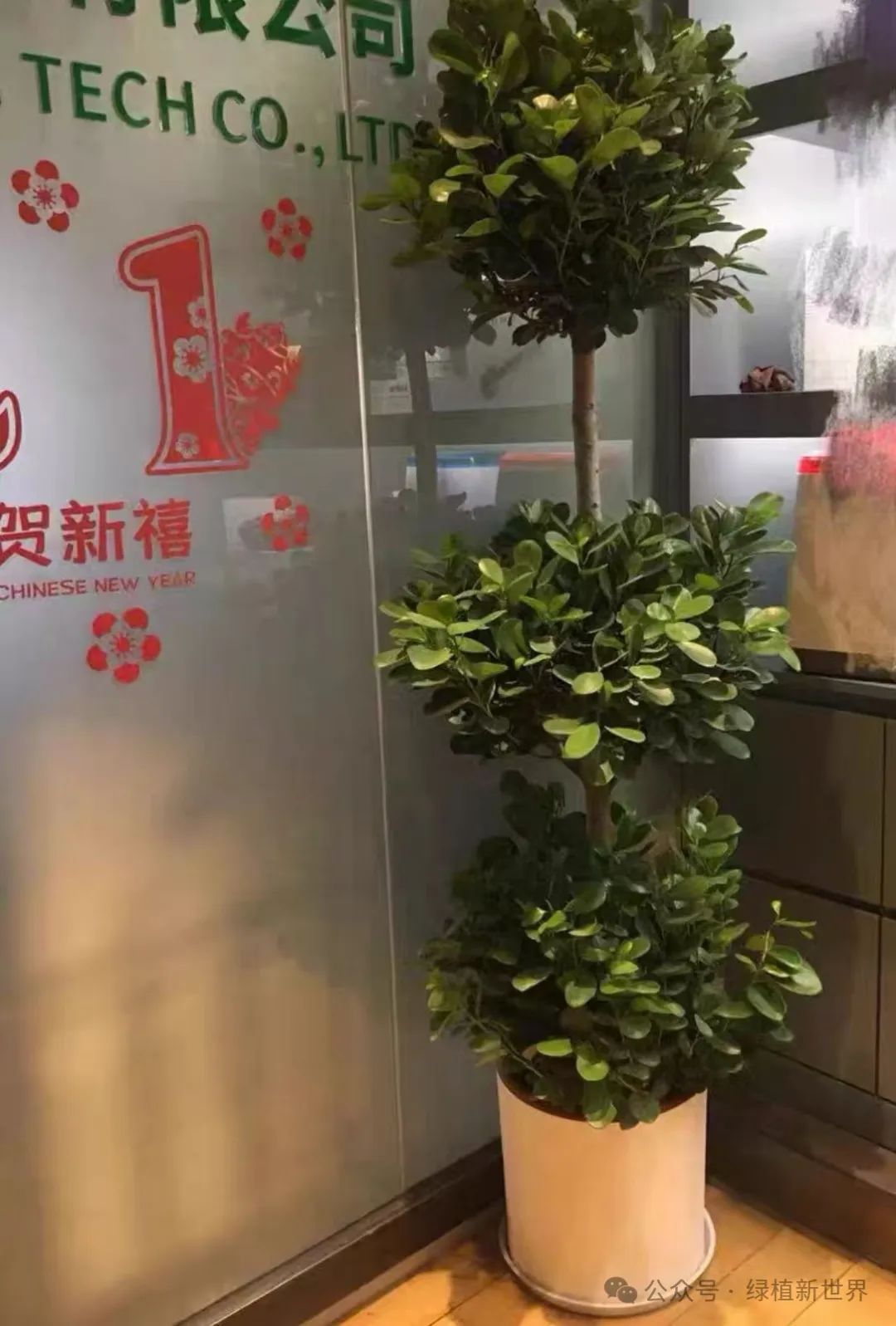 大型室內綠植哪個好養活_好養的室內綠植大型_室內養大型綠植好嗎