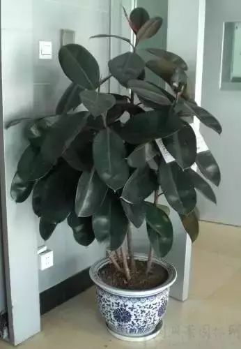 放在室內的綠植_室內綠植放在外面淋雨好嗎視頻_室內綠植放在高處好嗎