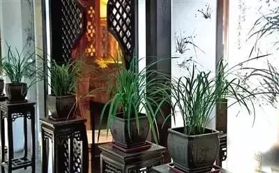 放在室內的綠植_室內綠植放在高處好嗎_室內綠植放在外面淋雨好嗎視頻