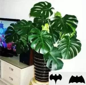 室內綠植放在高處好嗎_放在室內的綠植_室內綠植放在外面淋雨好嗎視頻