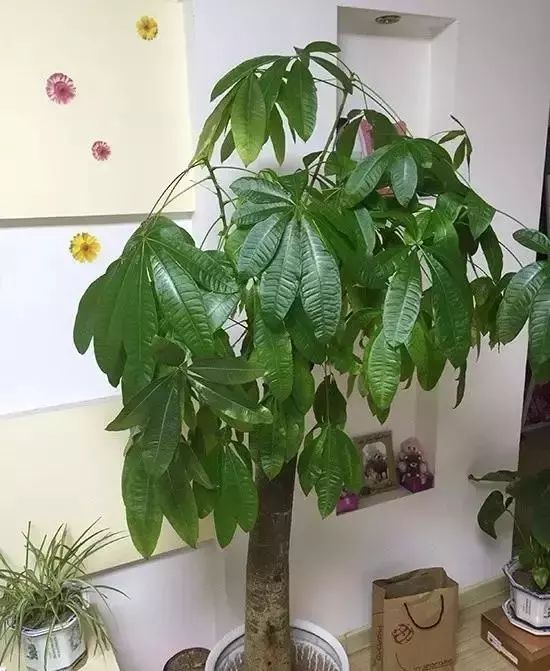 放在室內的綠植_室內綠植放在外面淋雨好嗎視頻_室內綠植放在高處好嗎