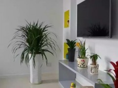 客廳擺放這10種植物，除去室內甲醛，還能財運滾滾！