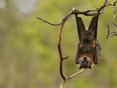 多肉小苗能不能放臥室，多肉小苗能不能放臥室養