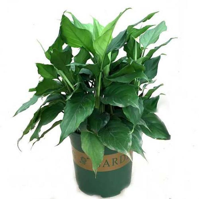 耐寒耐熱大型綠植_耐熱耐寒的大綠植_耐熱耐寒好養的綠化花卉