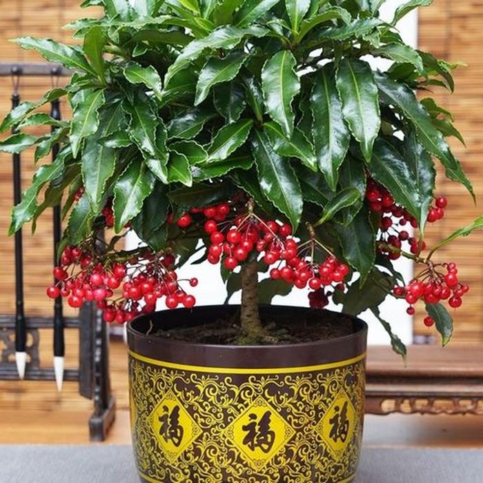 耐熱耐寒的大綠植_耐熱耐寒好養的綠化花卉_耐寒耐熱大型綠植