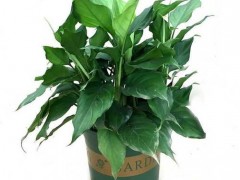 什么綠植適合室外養不怕暴曬，一年四季耐寒耐熱綠植