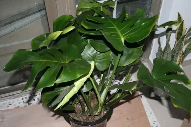 家里養(yǎng)綠植有什么講究_家庭綠植什么最好養(yǎng)_家里養(yǎng)綠植好