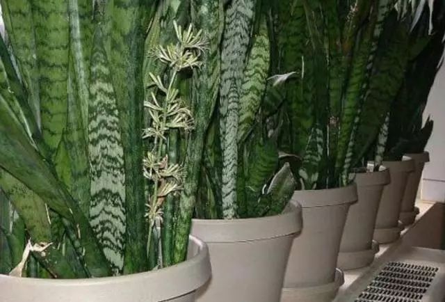 家里養(yǎng)綠植有什么講究_家庭綠植什么最好養(yǎng)_家里養(yǎng)綠植好