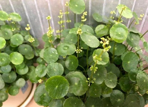 室內(nèi)養(yǎng)銅錢草好嗎_室內(nèi)養(yǎng)銅錢草好嗎_室內(nèi)養(yǎng)銅錢草好嗎