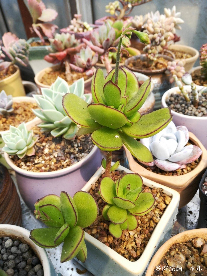 達(dá)摩寶珠多肉太高怎么辦視頻_多肉植物達(dá)摩寶珠_達(dá)摩寶珠多肉好養(yǎng)嗎