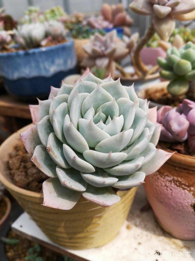 多肉植物達(dá)摩寶珠_達(dá)摩寶珠多肉太高怎么辦視頻_達(dá)摩寶珠多肉好養(yǎng)嗎