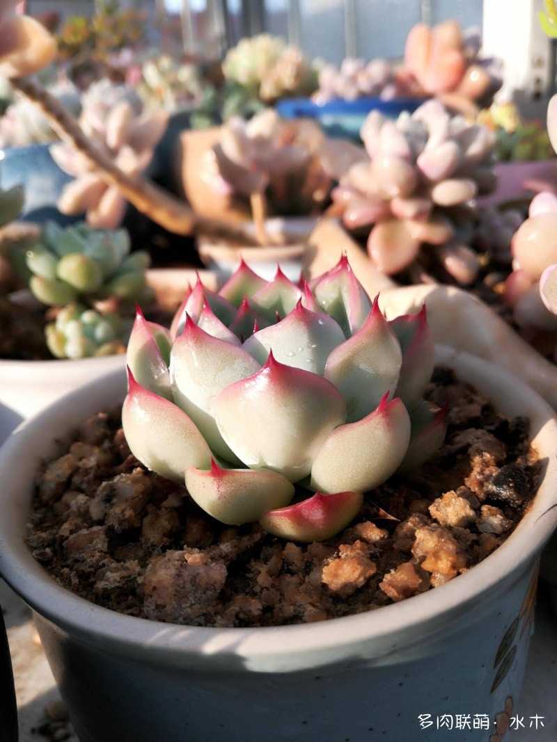 達(dá)摩寶珠多肉太高怎么辦視頻_達(dá)摩寶珠多肉好養(yǎng)嗎_多肉植物達(dá)摩寶珠