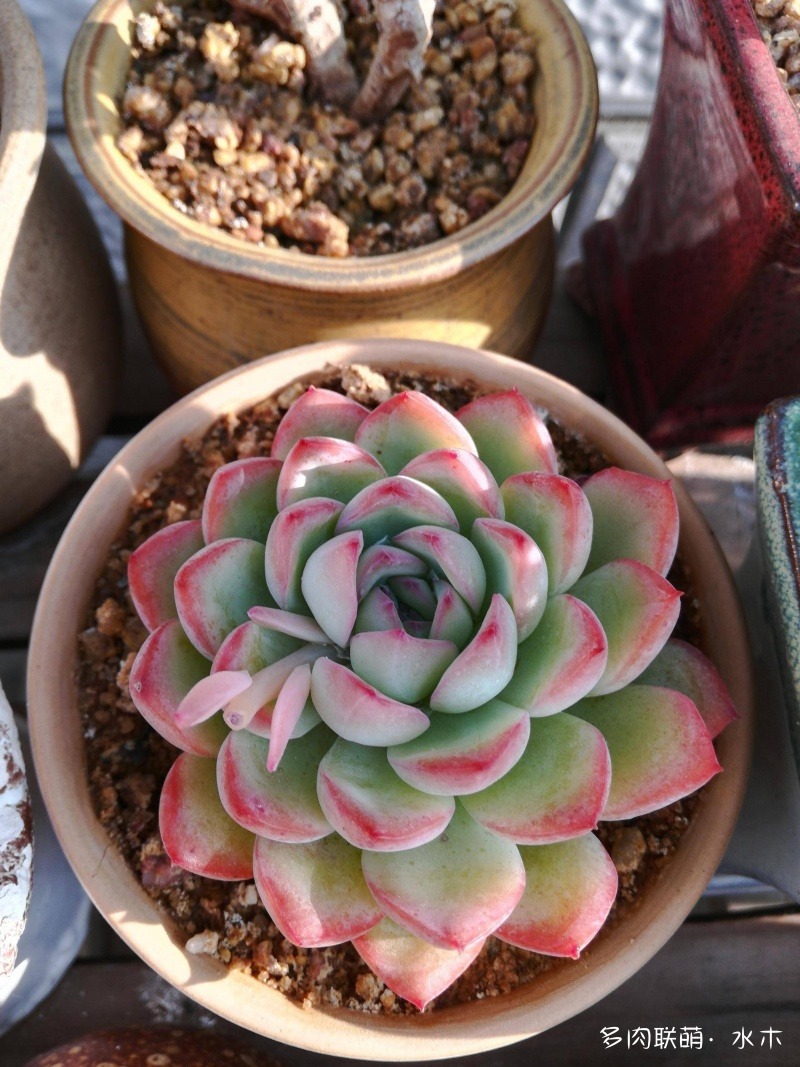 達(dá)摩寶珠多肉好養(yǎng)嗎_多肉植物達(dá)摩寶珠_達(dá)摩寶珠多肉太高怎么辦視頻