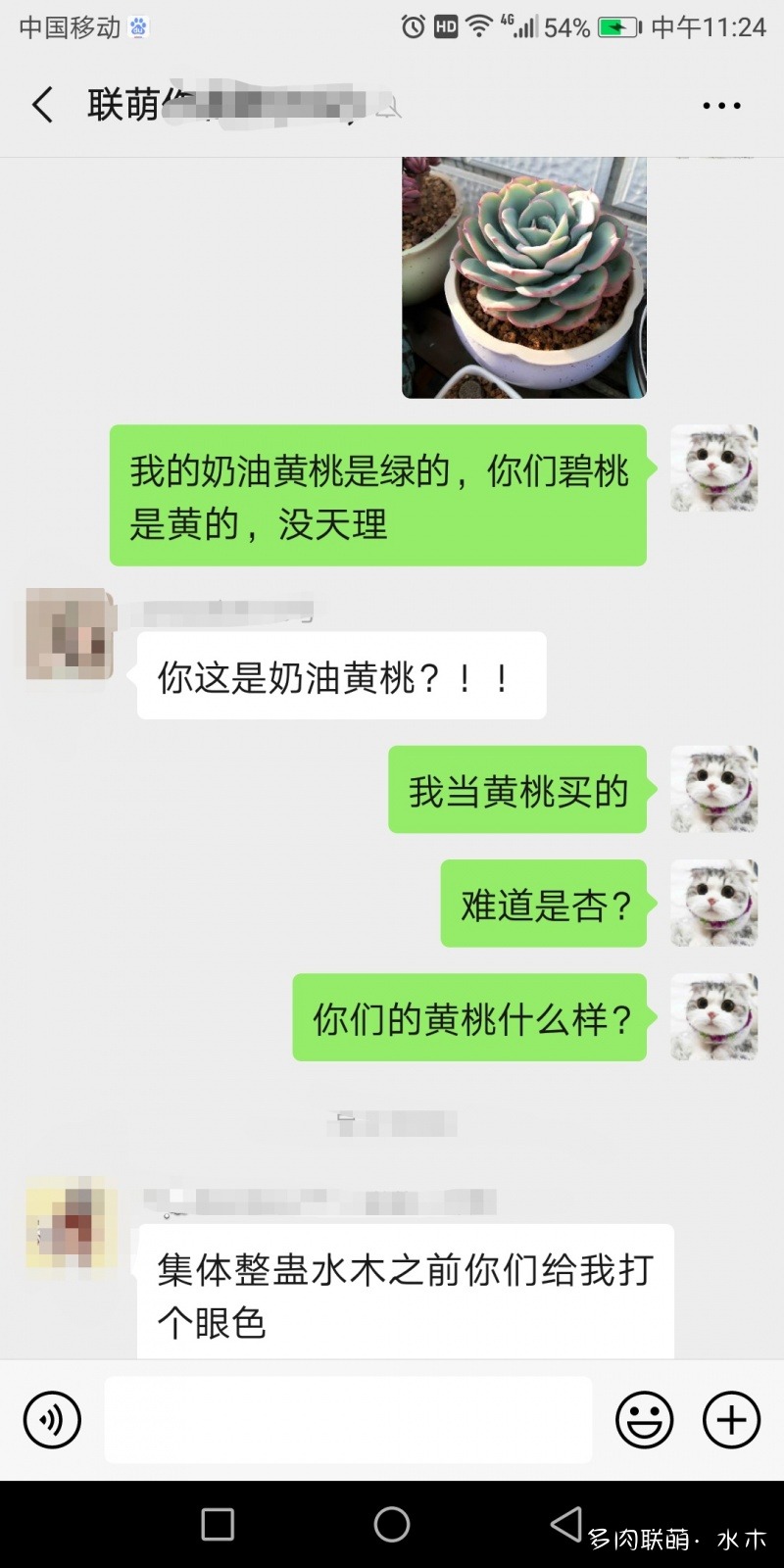 多肉植物達(dá)摩寶珠_達(dá)摩寶珠多肉太高怎么辦視頻_達(dá)摩寶珠多肉好養(yǎng)嗎