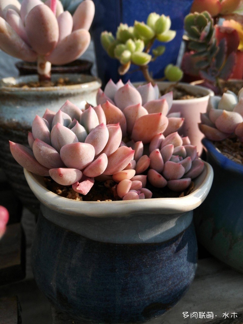 達(dá)摩寶珠多肉太高怎么辦視頻_達(dá)摩寶珠多肉好養(yǎng)嗎_多肉植物達(dá)摩寶珠