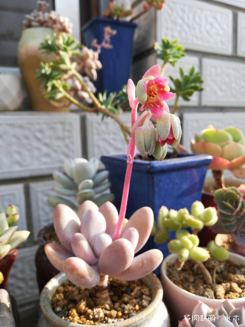 達(dá)摩寶珠多肉好養(yǎng)嗎_達(dá)摩寶珠多肉太高怎么辦視頻_多肉植物達(dá)摩寶珠