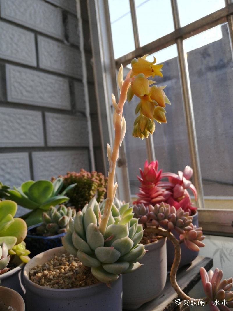 多肉植物達(dá)摩寶珠_達(dá)摩寶珠多肉太高怎么辦視頻_達(dá)摩寶珠多肉好養(yǎng)嗎