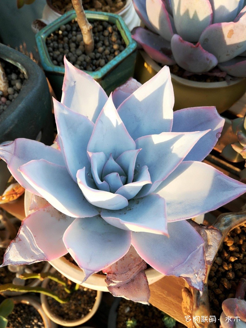 達(dá)摩寶珠多肉好養(yǎng)嗎_達(dá)摩寶珠多肉太高怎么辦視頻_多肉植物達(dá)摩寶珠