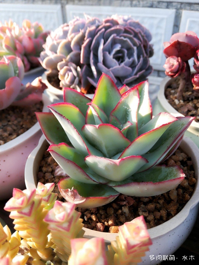 多肉植物達(dá)摩寶珠_達(dá)摩寶珠多肉好養(yǎng)嗎_達(dá)摩寶珠多肉太高怎么辦視頻