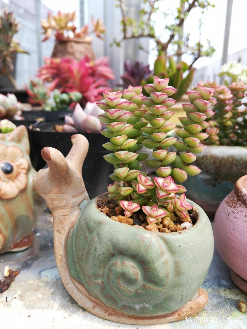 多肉植物達(dá)摩寶珠_達(dá)摩寶珠多肉好養(yǎng)嗎_達(dá)摩寶珠多肉太高怎么辦視頻