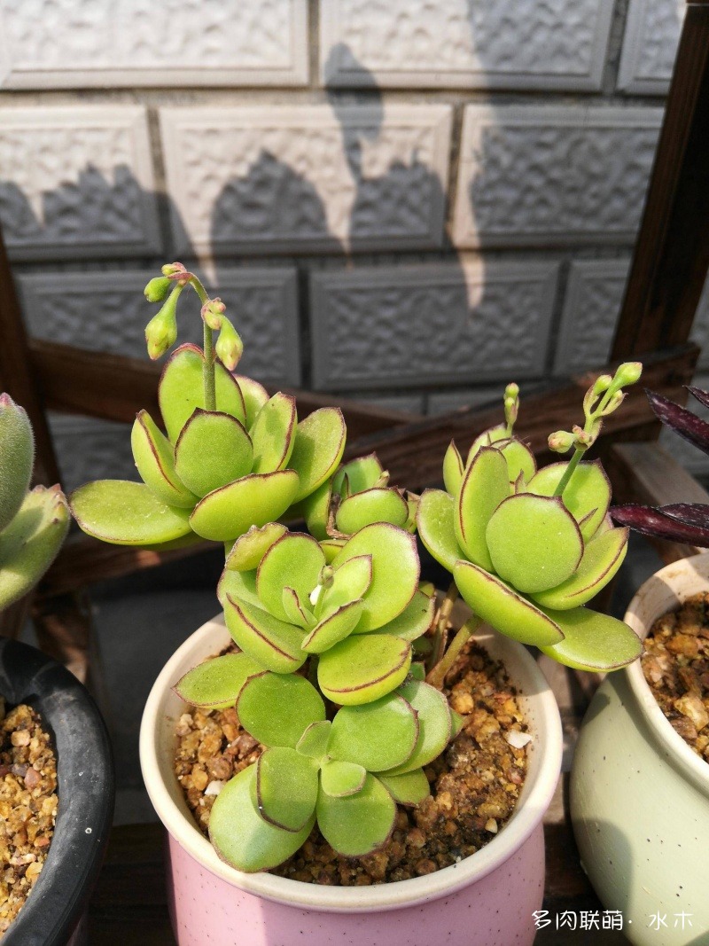 達(dá)摩寶珠多肉好養(yǎng)嗎_達(dá)摩寶珠多肉太高怎么辦視頻_多肉植物達(dá)摩寶珠