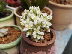 “誰(shuí)還沒(méi)幾棵叫不上名字的肉啊”