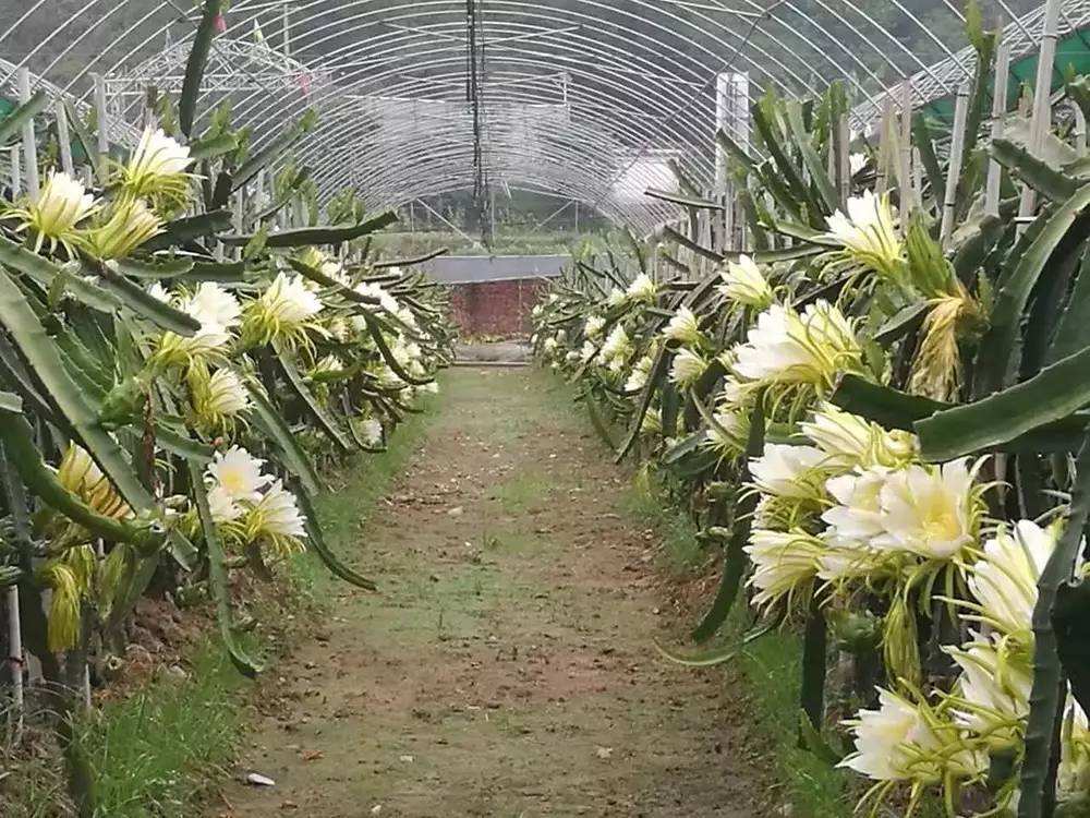 種植火龍果效益怎么樣_火龍果種植技術大全_火龍果種植技術與管理