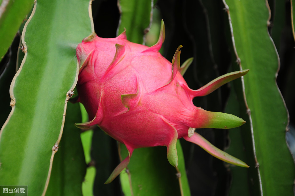 火龍果種植技術大全_種植火龍果效益怎么樣_火龍果種植技術與管理