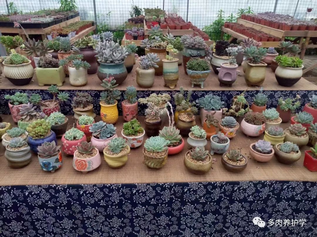 多肉洛神的養殖方法和注意事項_多肉洛神好養嗎_洛神多肉用什么盆