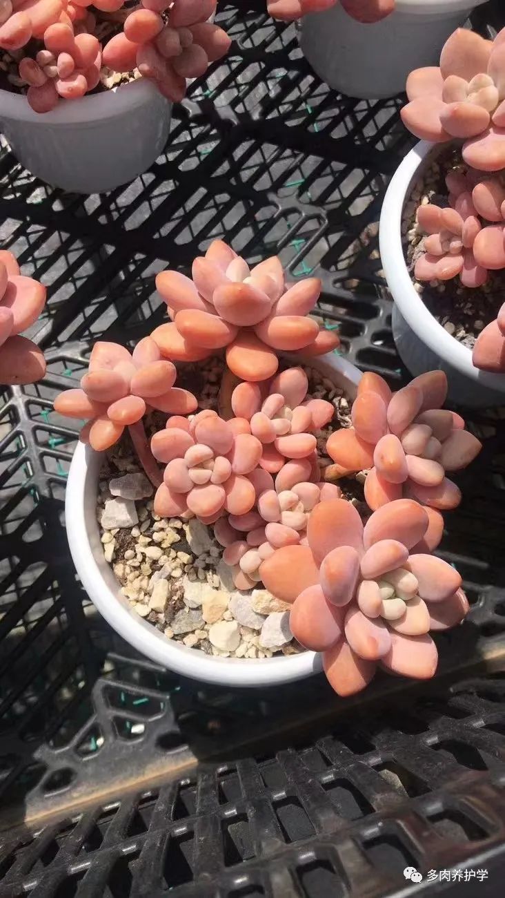 多肉洛神好養嗎_洛神多肉用什么盆_多肉洛神的養殖方法和注意事項