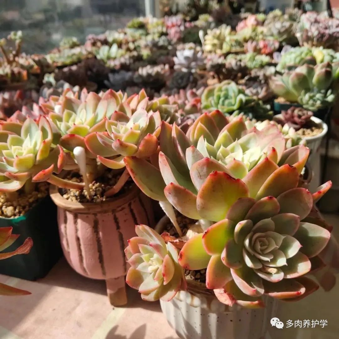 多肉洛神好養嗎_多肉洛神的養殖方法和注意事項_洛神多肉用什么盆
