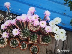 “沖冠一怒為洛神，緣盡情生的多肉之路”