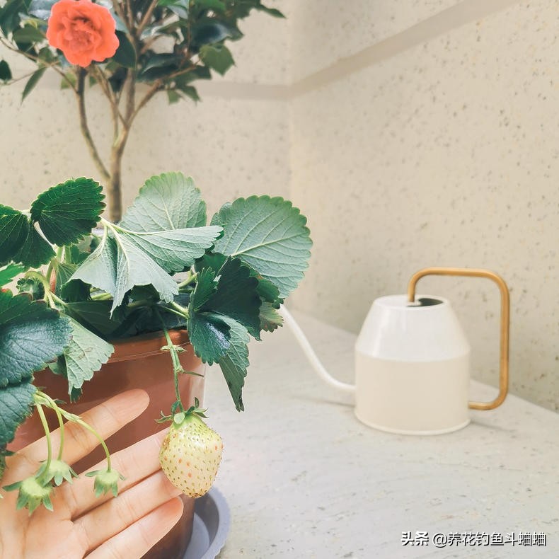 如何種植草莓_種植草莓的最佳時間_種植草莓什么土壤最好