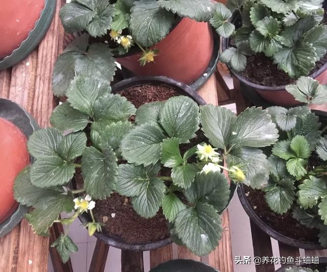 種植草莓什么土壤最好_種植草莓的最佳時間_如何種植草莓