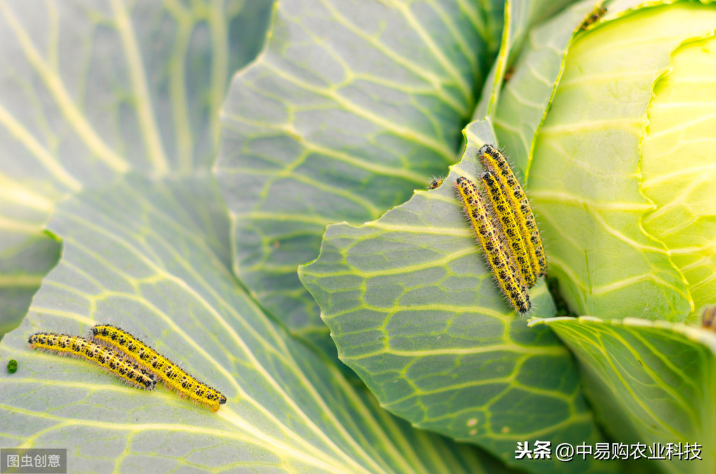 吃農藥死的功效_吃什么農藥死的快_農藥吃死人這個責任怪誰的