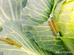 “一種高效殺蟲(chóng)劑，不僅能殺幼蟲(chóng)，還能殺卵，持效期長(zhǎng)達(dá)15天”