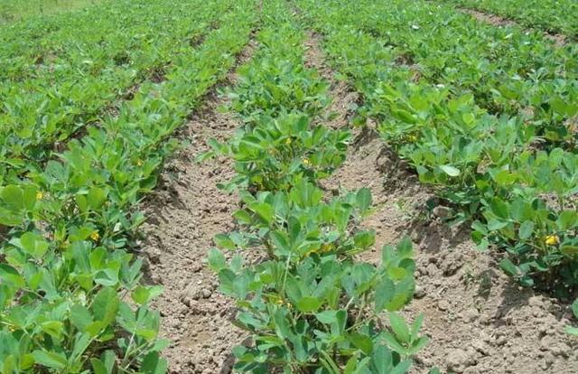 花生苗種植方法視頻_水培花生苗的種植方法_花生苗的種植方法