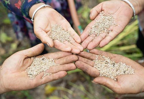 水培花生苗的種植方法_花生苗的種植方法_花生苗種植方法視頻