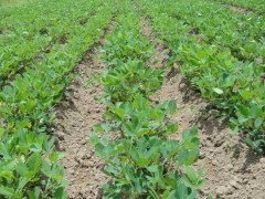 “花生與芝麻間作效益高，如何間作？種植方法教會(huì)你”